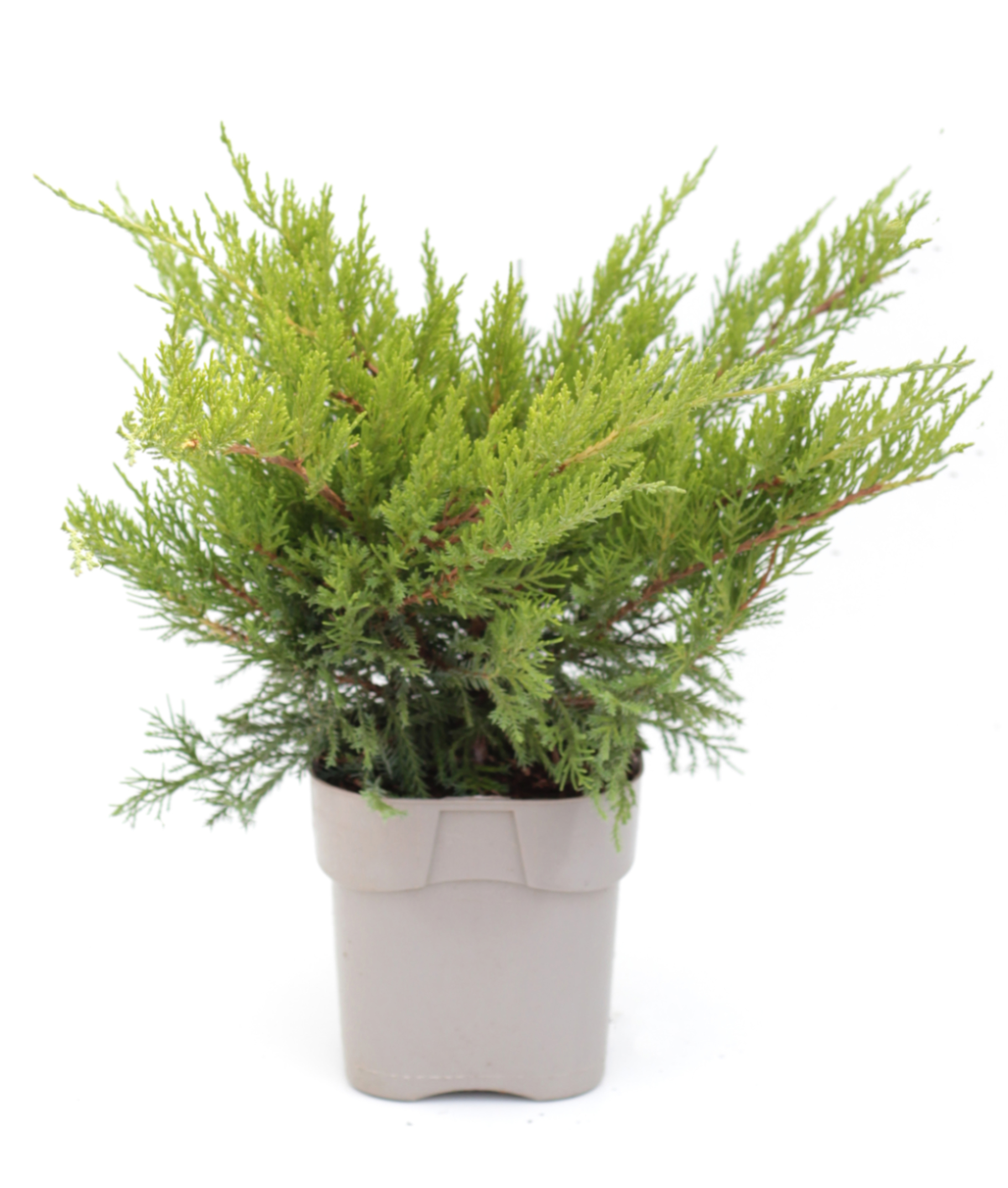 Можжевельник средний Минт Джулеп